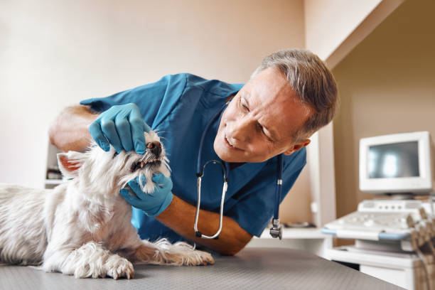 Best Urgent Care for Lost Fillings or Crowns in Shelby, OH